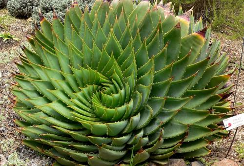 A view of the aloe polyphylla succulent